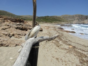 IMG_7466 (Medium)